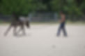 Kts-natural-performance-horses_web8.JPG
