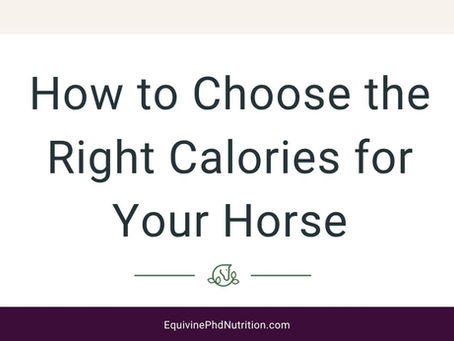 choose right calories for horse blog image