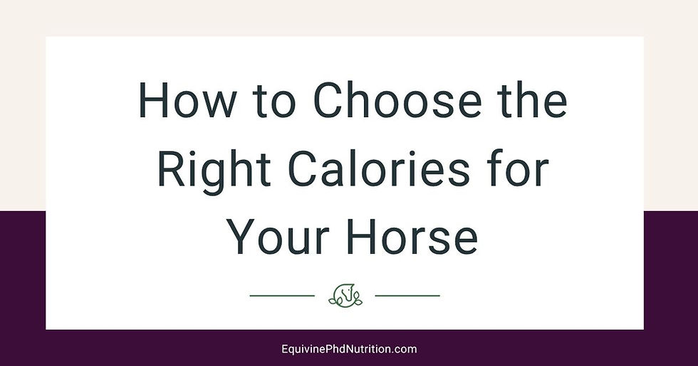 choose right calories for horse blog image