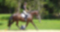 Kts-natural-performance-horses_web3.jpg