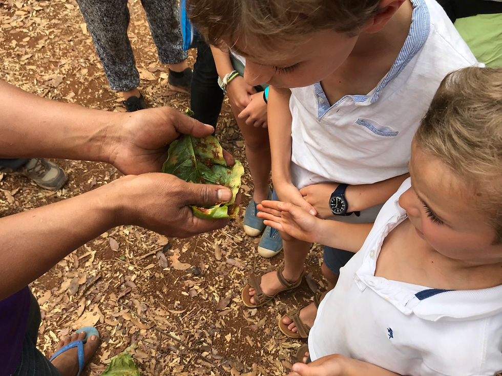 Laos - Fourmis vivantes à déguster !