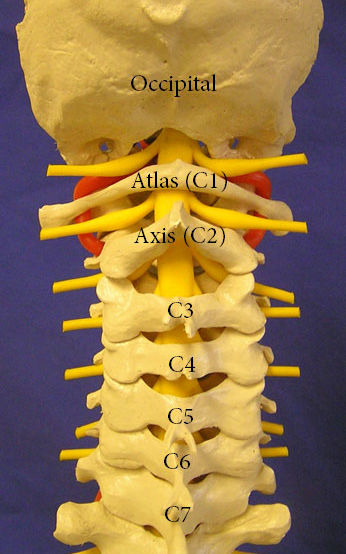 spine