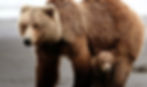 grizzly_bear-1400-retina_edited.jpg