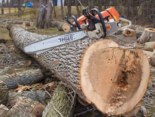 Ice Storm Ash tree Barrie