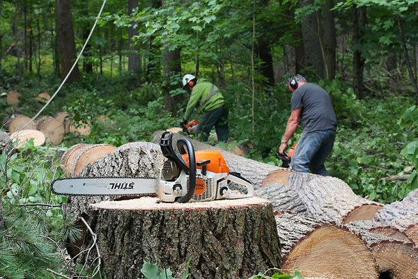 dlg tree service removing a large pin tree in wasaga beach