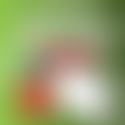 Free Activities: Political Parties & Elections by Carole Marsh