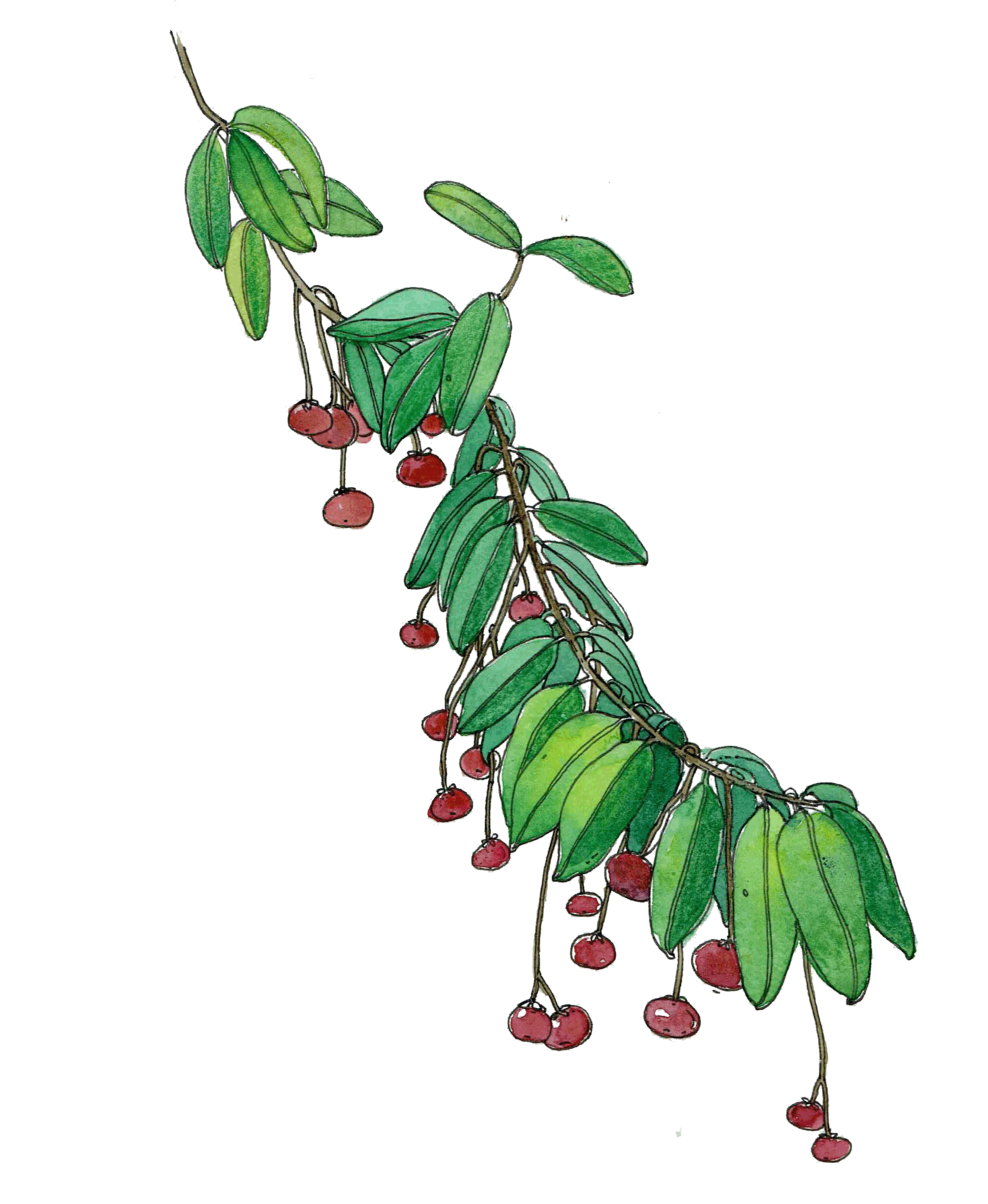 kokum_branch.gif