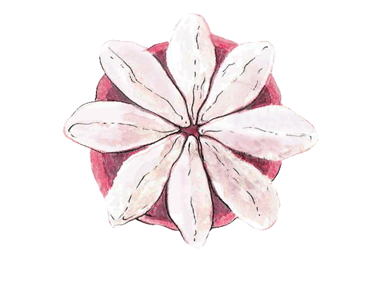 kokum_fruit_3.gif