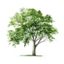 AEP_Tree.png