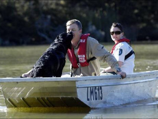 Detection dogs a brief insight to scent training