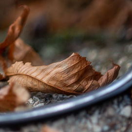 Feuille morte, automne, frippée, reflet, miroir