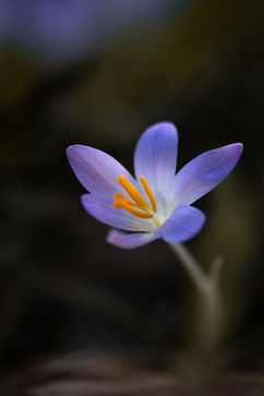 Crocus