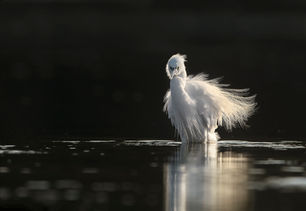 Aigrette.jpg