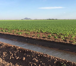 AVALUO AGRICOLA