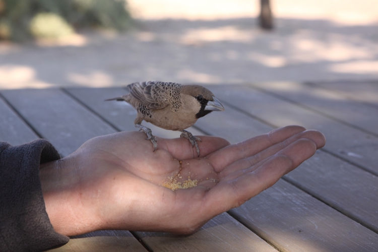 Bird eating out of Nicks hand
