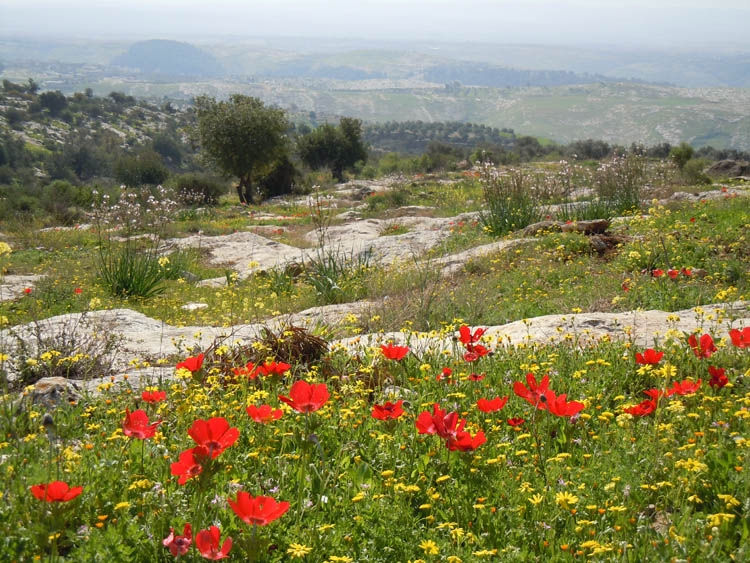 Wildflowers northern Jordan