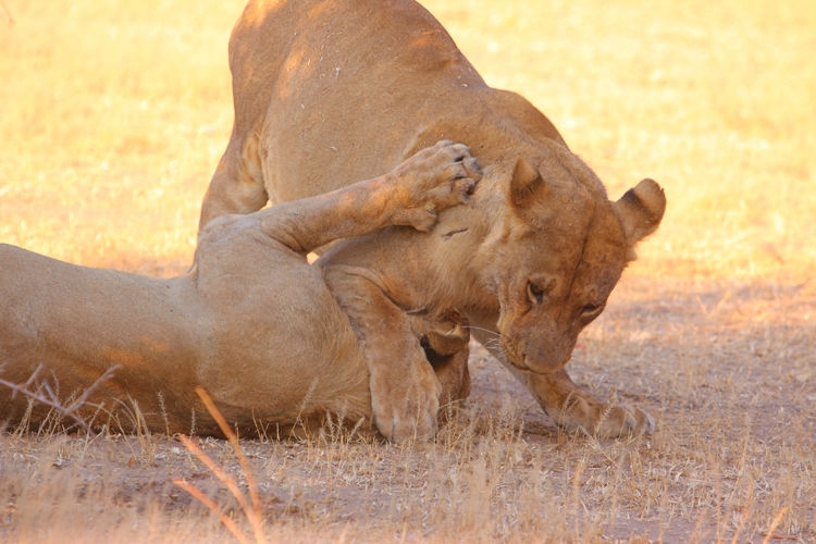 Lion cubs play fighting
