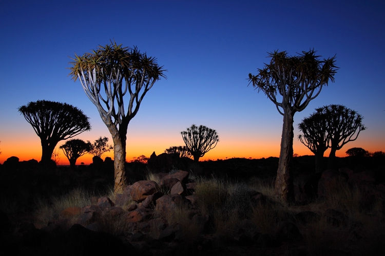 Quiver trees, Namibia