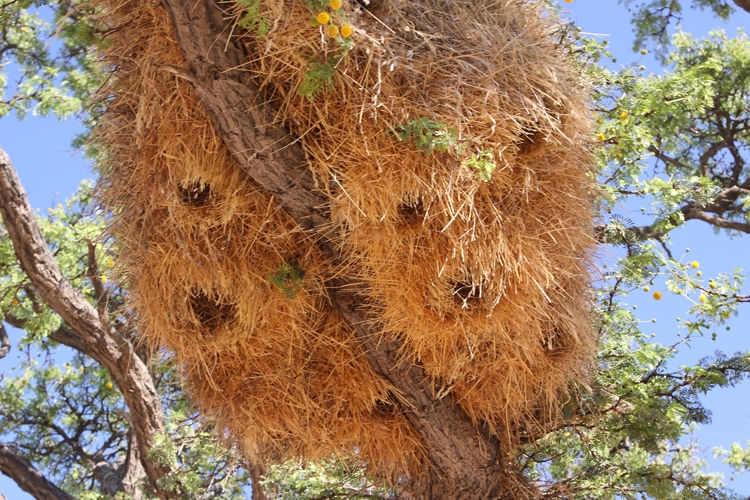 Weavers nest Namibia