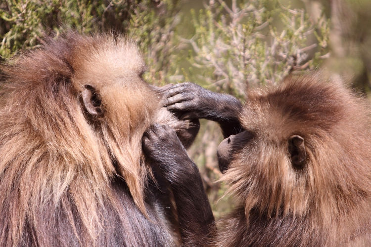 Gelada Monkey Ethiopia