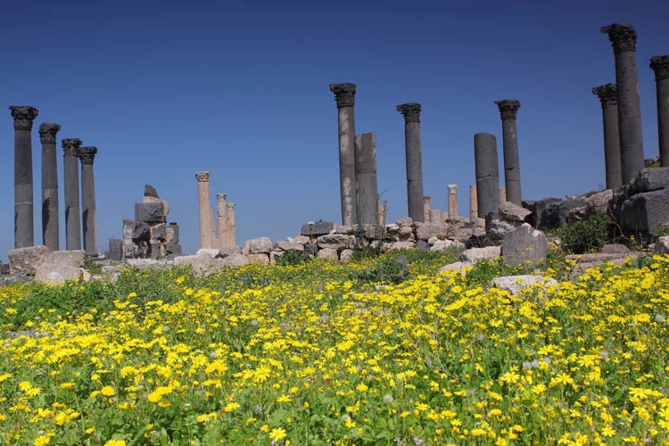 Wild flowers ruin Jordan