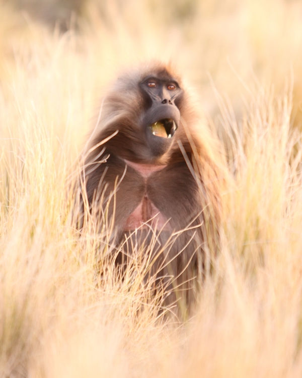 Gelada Monkey Ethiopia
