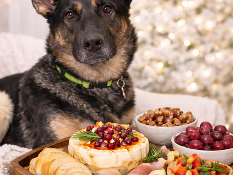 german shepherd on new years eve
