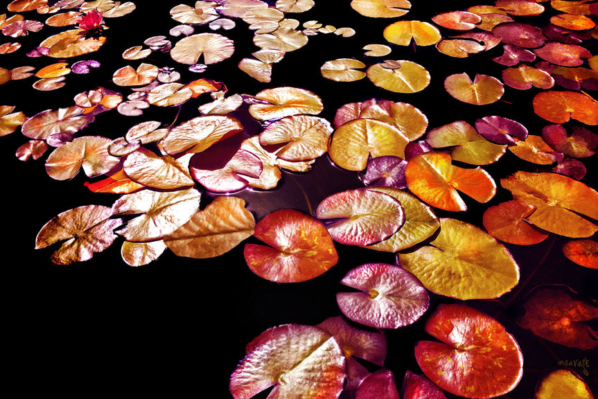 lily pads art surreal