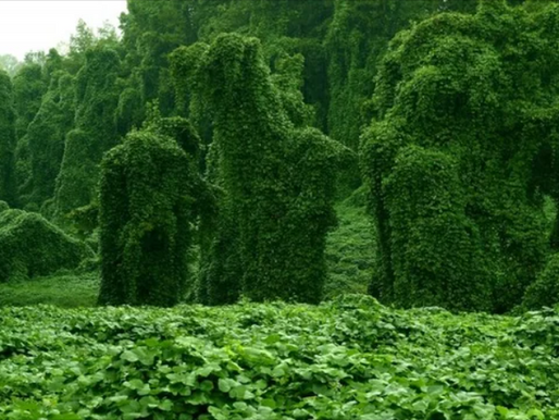 Wild Foraging Wednesday: Harvesting Kudzu Vine- Turning an Invasive Menace into a Spiritual and Practical Ally