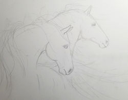 sketch bihrle horse 1