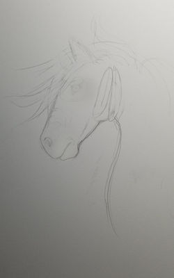 sketch bihrle horse 7