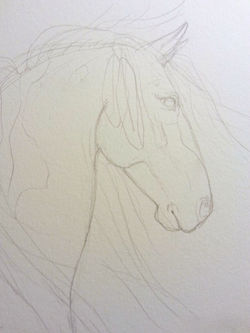 sketch bihrle horse 0