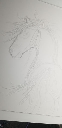 sketch bihrle horse 5