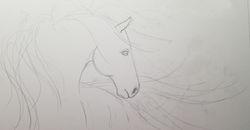 sketch bihrle horse 6