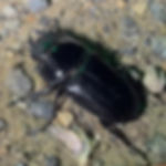 オオクワガタ（メス）