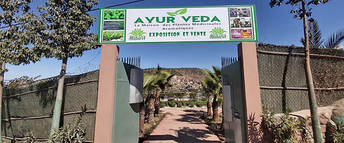 ayur%20veda%20entree2_edited.jpg