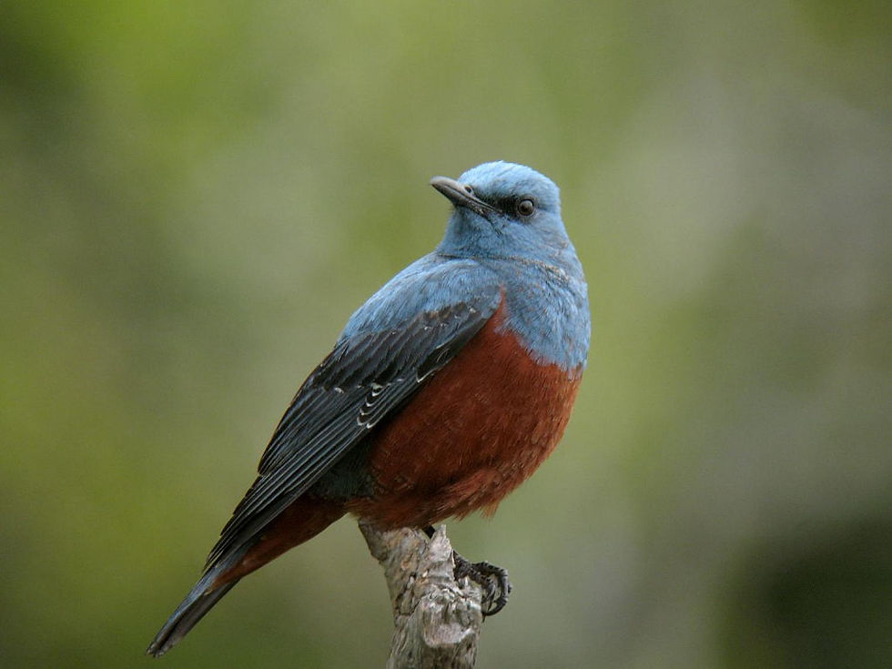blue rock thrush rare sighting