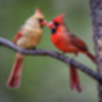a male and female northern cardinal .jpg