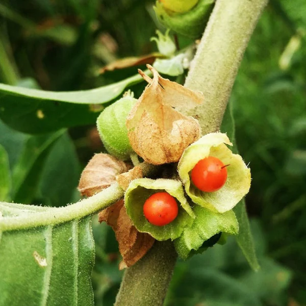 Ashwagandha.webp