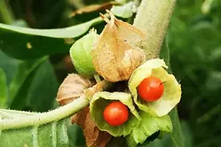 Ashwagandha.webp