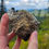 Thumbnail: Quartz + Hematite Specimen View 5