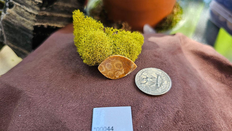 Thumbnail: Fossilize Coral Cabochons View 7