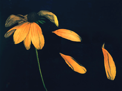 Falling-Memories-42-x-32_2
