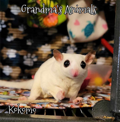 Kokomo adoption.jpg