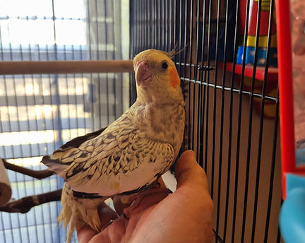 Bird boarding March.jpg
