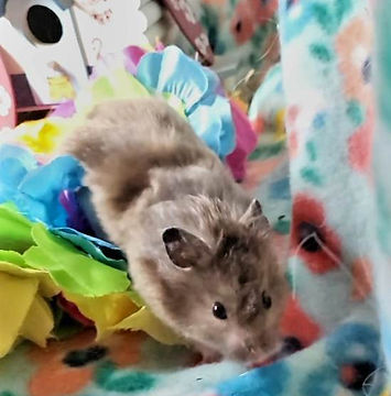 French Fry - hamster.jpg