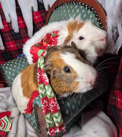 Dec adoption 2.jpg