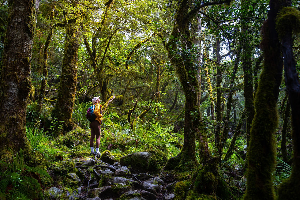 Woman hiking through a lush green rainforest trail