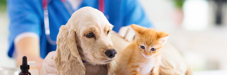 犬と猫
