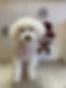 子犬